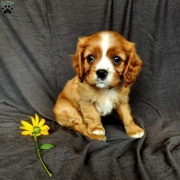 mr Hendrick, Cavalier King Charles Spaniel Puppy